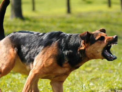 Парламентарии юга России согласились с необходимостью усыпления агрессивных собак