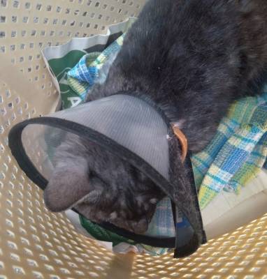 В Тверской области кошку поджигали и мучили: волонтеры собирают средства для спасения животного