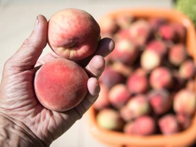 Мясников назвал абрикос и персик смертельно опасными продуктами для детей