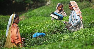 В Индии работники чайных плантаций не могут собрать урожай из-за COVID-19 и засухи