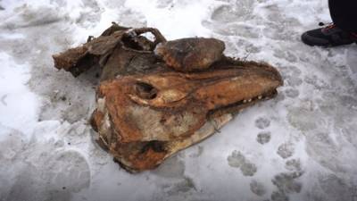 Сенсация на Ямале: сельчане выкопали останки неизвестного существа