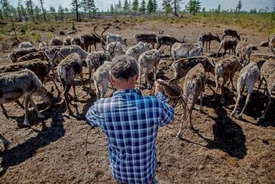 Власти готовы купить тундровикам новых оленей вместо разбежавшихся и погибших от голода