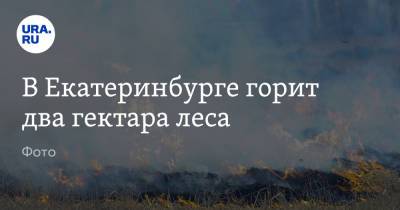 В Екатеринбурге горит два гектара леса. Фото