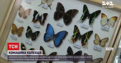 Бабочки величиной с ладонь и миллиметровые жуки: тысячи насекомых собрал коллекционер на Волыни