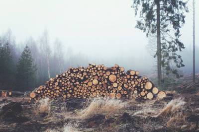 США запустили мировой кризис древесины