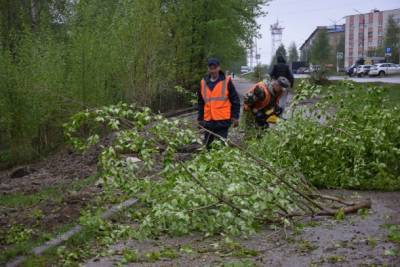 В Ухте подсчитали число поваленных ветром деревьев