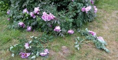 В ботаническом саду Одессы вандалы испортили уникальные растения (ФОТО)