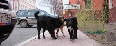 Мэр Астрахани попросила горожан не мешать отлову собак