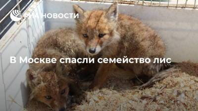 В Москве спасли семейство лис