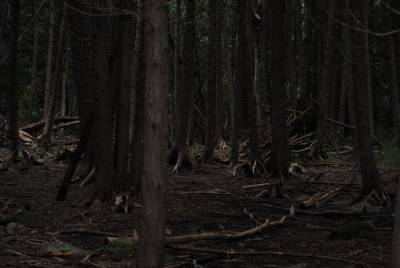 30-летнего сахалинца нашли мертвым в машине среди леса