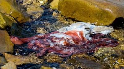 Жители Владивостока обнаружили мертвых осьминогов