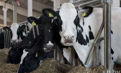 В Гродненской области проверяют обеспечения сохранности крупного рогатого скота