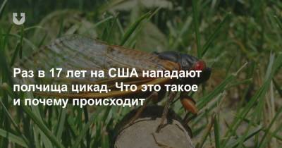 Раз в 17 лет на США нападают полчища цикад. Что это такое и почему происходит - news.tut.by - США - USA - Belarus - Twitter