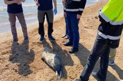 На берегу Каспия в Дагестане в третий раз за полгода нашли погибших тюленей