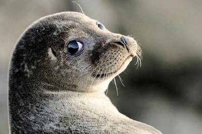 На берегу Каспия в Дагестане снова были обнаружены погибшие тюлени