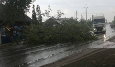 Около Тюмени штормовой ветер повалил дерево на дорогу. Проезд перекрыт