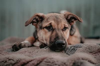 Собакам из приюта грозит эпидемия пироплазмоза. Ульяновцев просят о помощи