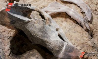 На Ямале обнаружили останки неизвестного древнего хищника