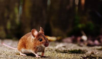 В Башкирии зафиксировали случаи заражения мышиной лихорадкой