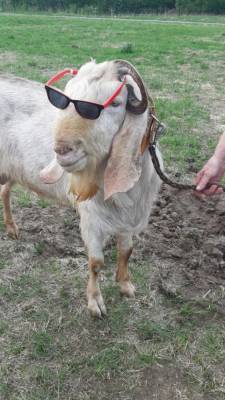 В Удмуртии выбрали самую красивую козу (ФОТО)