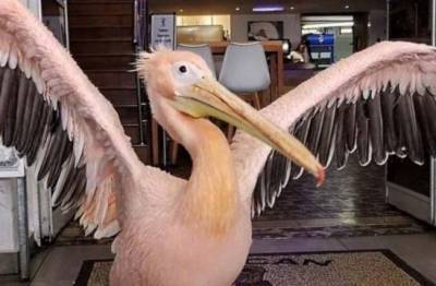 Пеликан Кокос: символ Пафоса и самая гостеприимная птица острова