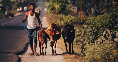 Индийские политики призвали лечить коронавирус мочой коров