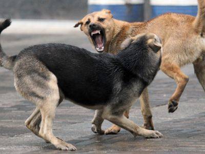 Самарцы жалуются на нападения бродячих собак