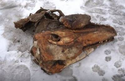 Житель Ямала, катаясь на снегоходе, нашел хорошо сохранившийся череп древнего хищника