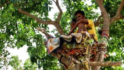 Индийский студент 11 дней провел на дереве во время самоизоляции