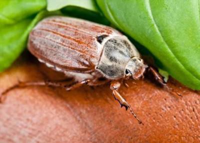Такой майский жук: умилительный, удивительный и вредный (3 фото)