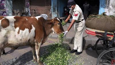 Индийский политик призвала лечить COVID-19 коровьей мочой