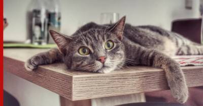 О частых ошибках при воспитании котенка рассказали ветеринары