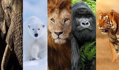 Большая пятерка: масштабный опрос выявил пять самых фотогеничных диких животных мира