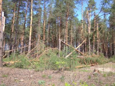 440 га леса в Нижегородской области пострадало из-за урагана 15 мая