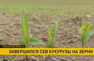В Гомельской области закончили сев кукурузы на зерно. Из-за погодных условий отстали на две недели