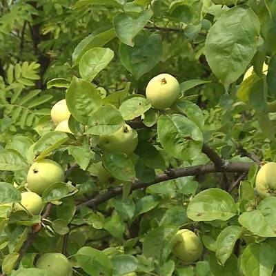 К 190-летию усадьбы Достоевских в Подмосковье появится яблоневый сад