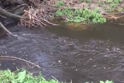 В Ярославском районе опять почернела река