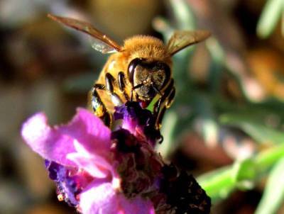 День пчел отметят в экоцентре «Пчеловодство»