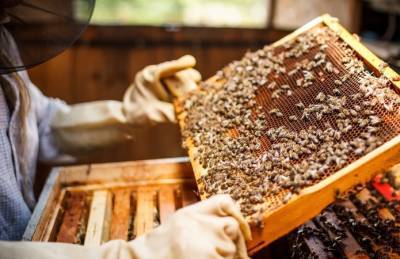 На Полтавщине пчеловоды приобщаются к платформе Гранд Эксперт