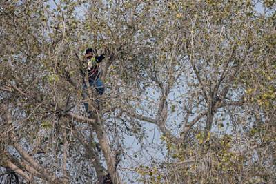 Студент 11 дней просидел на дереве из-за коронавируса