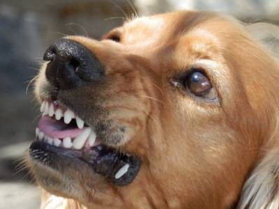 СК возбудил уголовное дело о халатности после нападения собаки на ребенка в Ленобласти