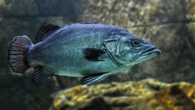 На Мадагаскаре была найдена рыба вымершая 420 миллионов лет назад и мира