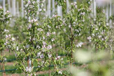 В Крыму зацвел крупнейший в РФ вузовский яблоневый сад