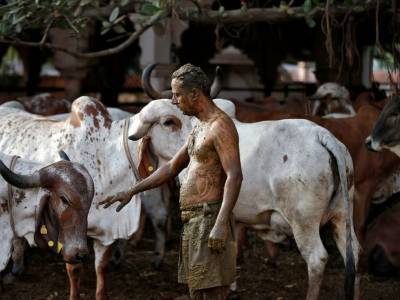 Депутаты рекомендуют пить коровью мочу, чтобы защитить себя от ковида в Индии