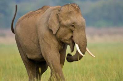В Индии 18 слонов погибли одновременно от удара молнии. ВИДЕО