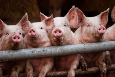 В Смоленской области приостановили работу предприятия по убою свиней