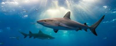 Ученые: акулы в качестве GPS-навигатора используют магнитное поле планеты