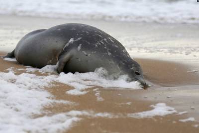 В Дагестане проверят из-за чего гибнут тюлени
