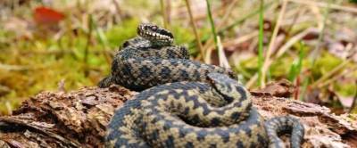 Крымский зоолог объяснил повышенную активность змей на территории полуострова