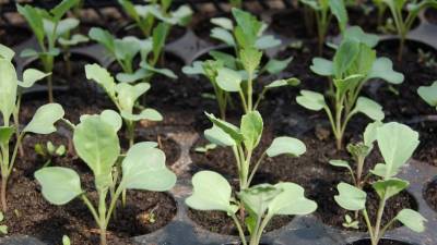 Народные приметы на 18 мая: как правильно сажать огородные овощи